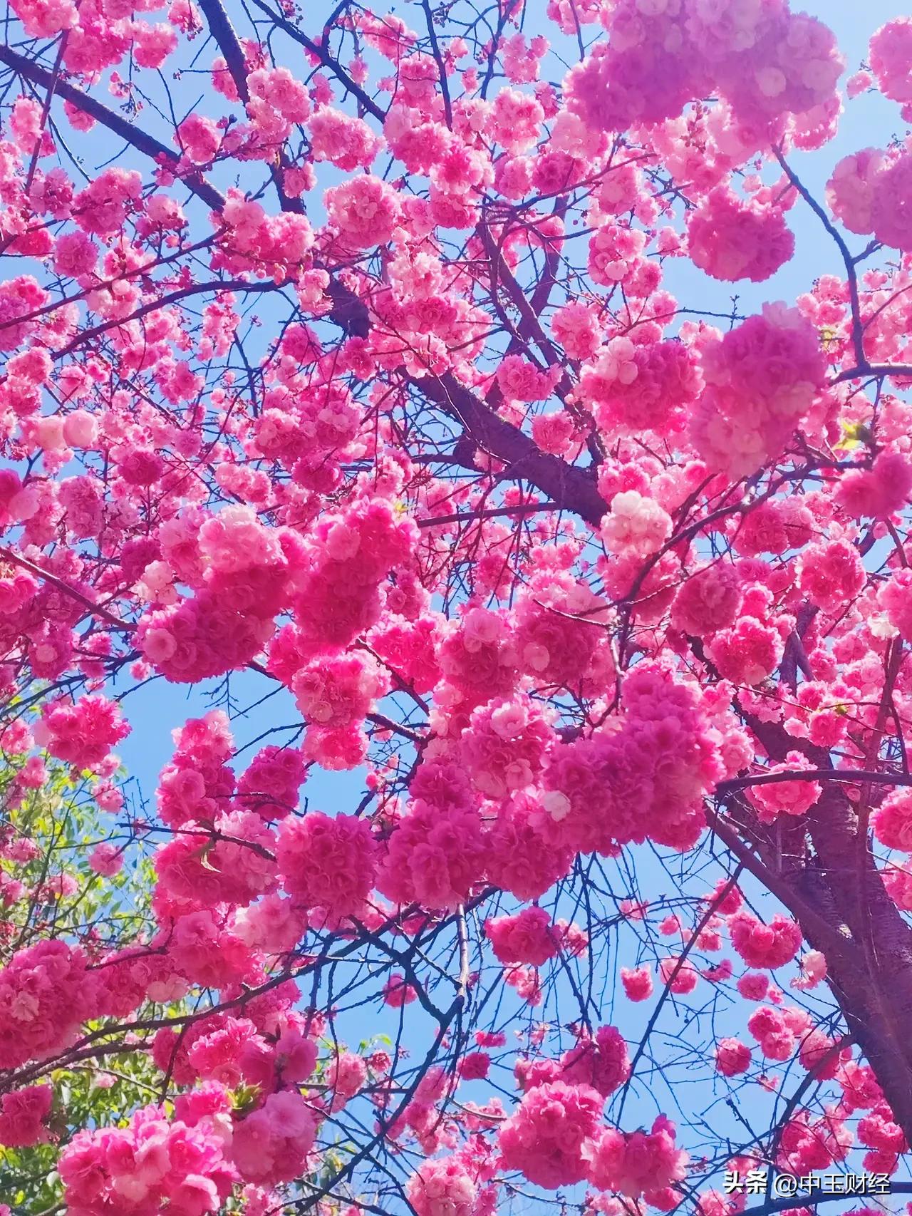 分享一张樱花的照片红的似火，但又有一些粉色，看起来那么的娇嫩和光彩照人。