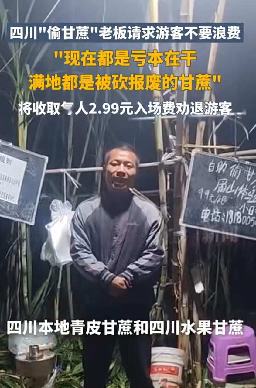 11月23日，四川眉山青神县的一处自助“偷甘蔗”农场因游客过多，导致大量甘蔗被破
