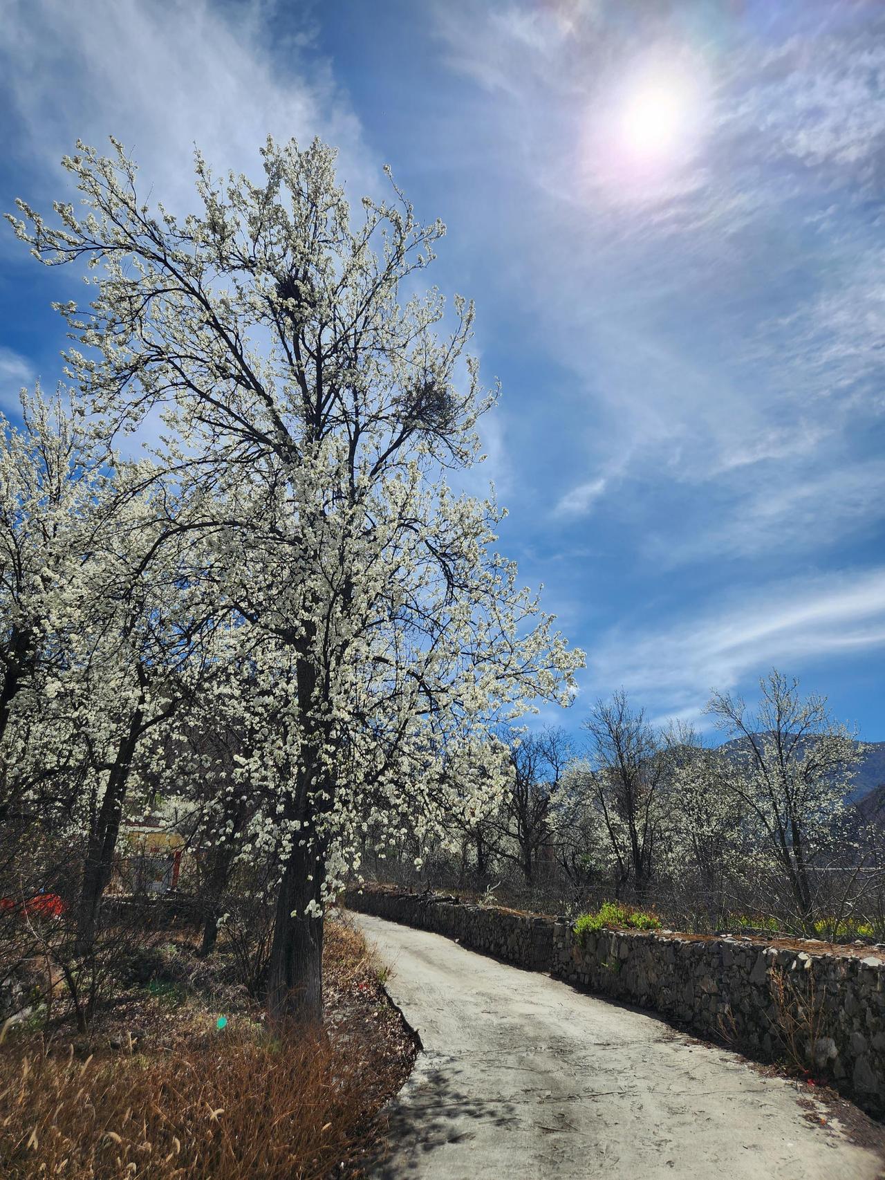 又是一年梨花季，错过一季要等一年！阿坝