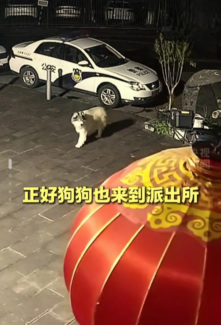 太神奇！主人报警寻狗，狗狗竟自己跑进派出所
 重庆九龙坡这一幕真的太暖心、太巧合