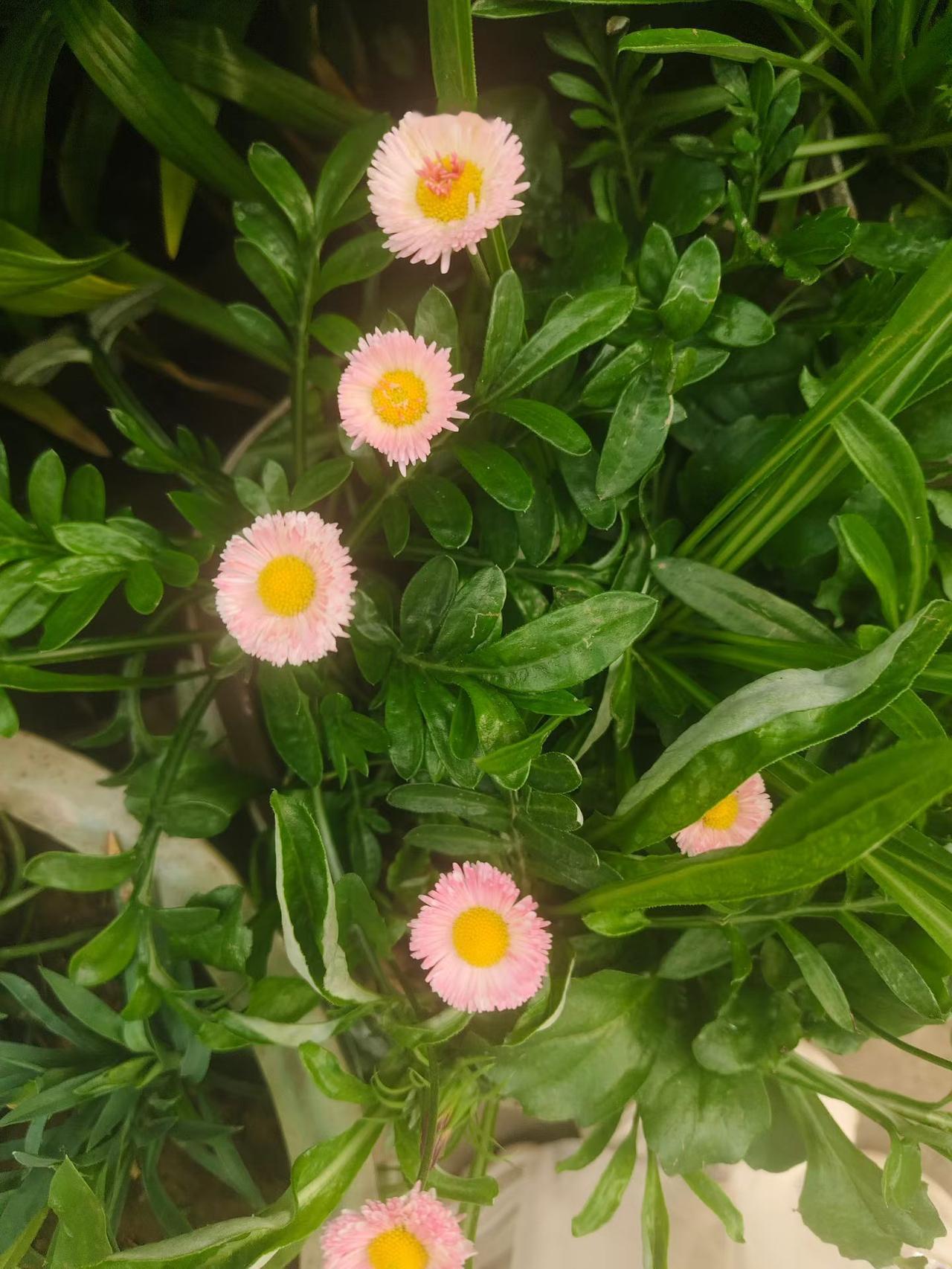 我家的一侧花园