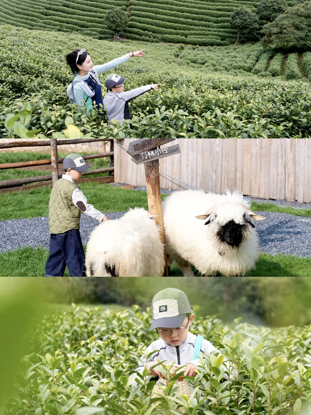 安吉周末宝藏遛娃路线！春日踏青采茶喽🍵