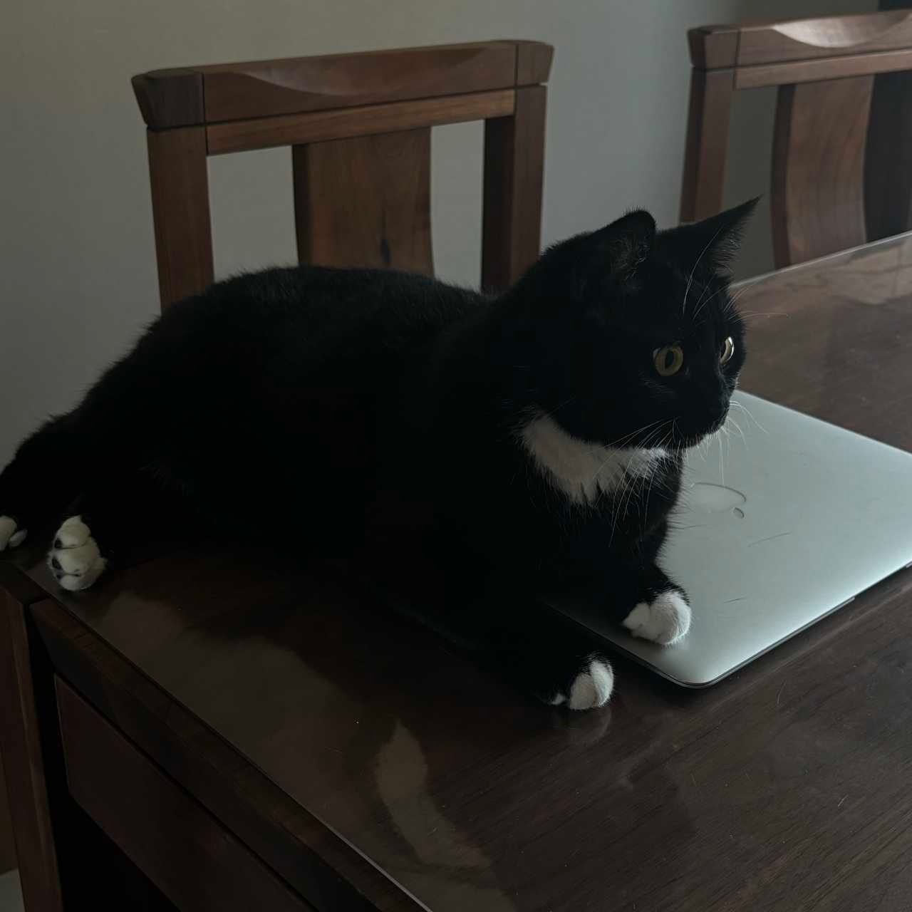 我垫会儿脑daily奶牛猫奶粉投稿