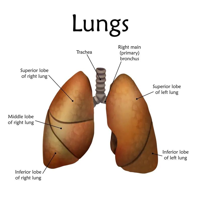 都说病从口入，其实吃对食物也能养肺。激发肺部自愈，有些食物可不能少。
像豆类、蔬