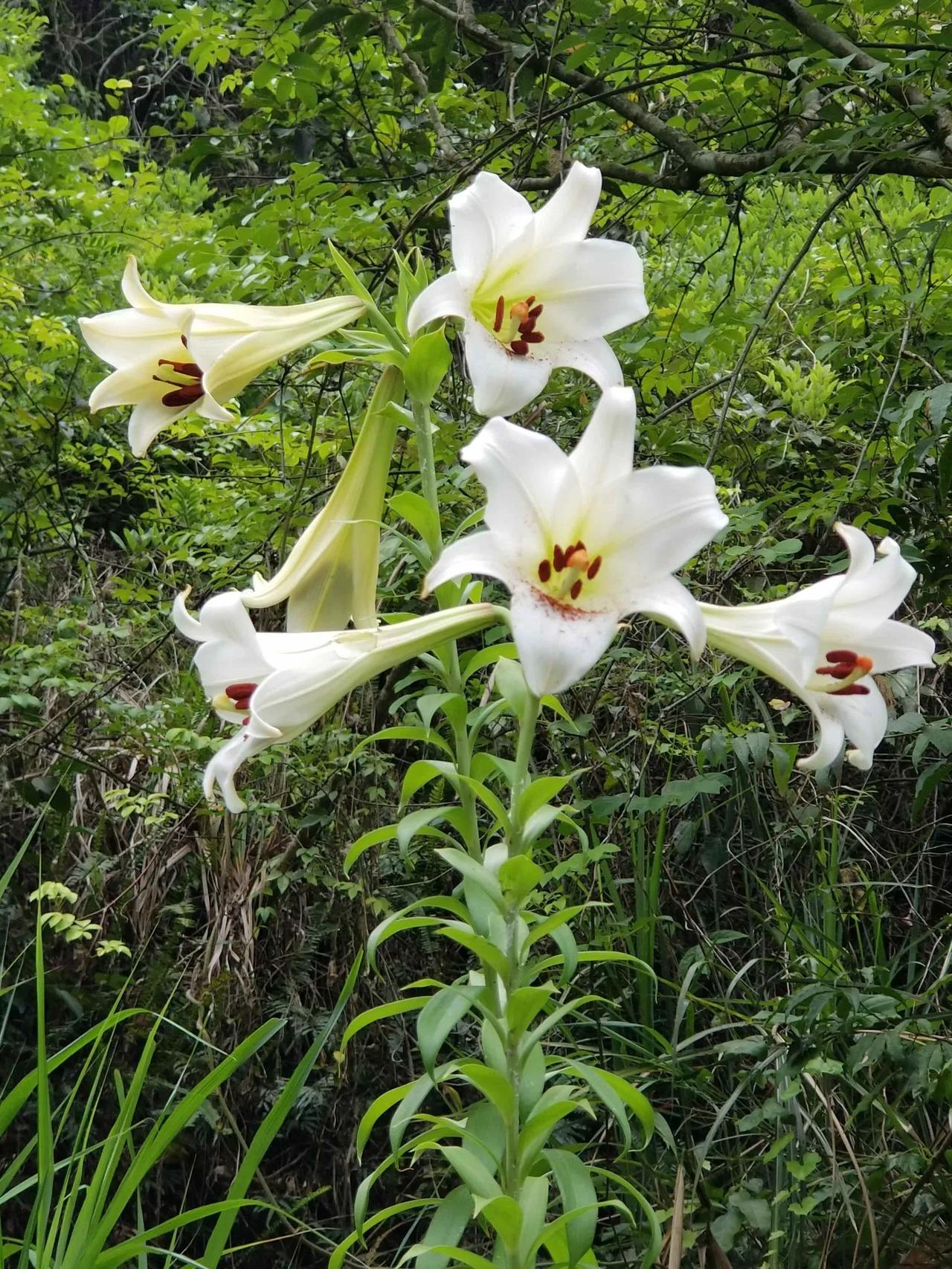 偶然邂逅的山野精灵！难忘那抹山谷里的野百合香🌷
 

今天刷头条，突然跳出个“