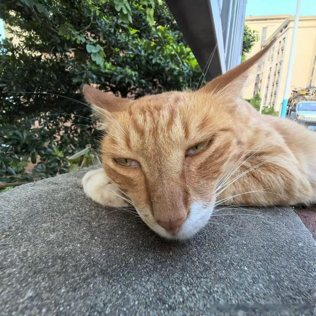 50233【丑猫】自行车睥睨天下 