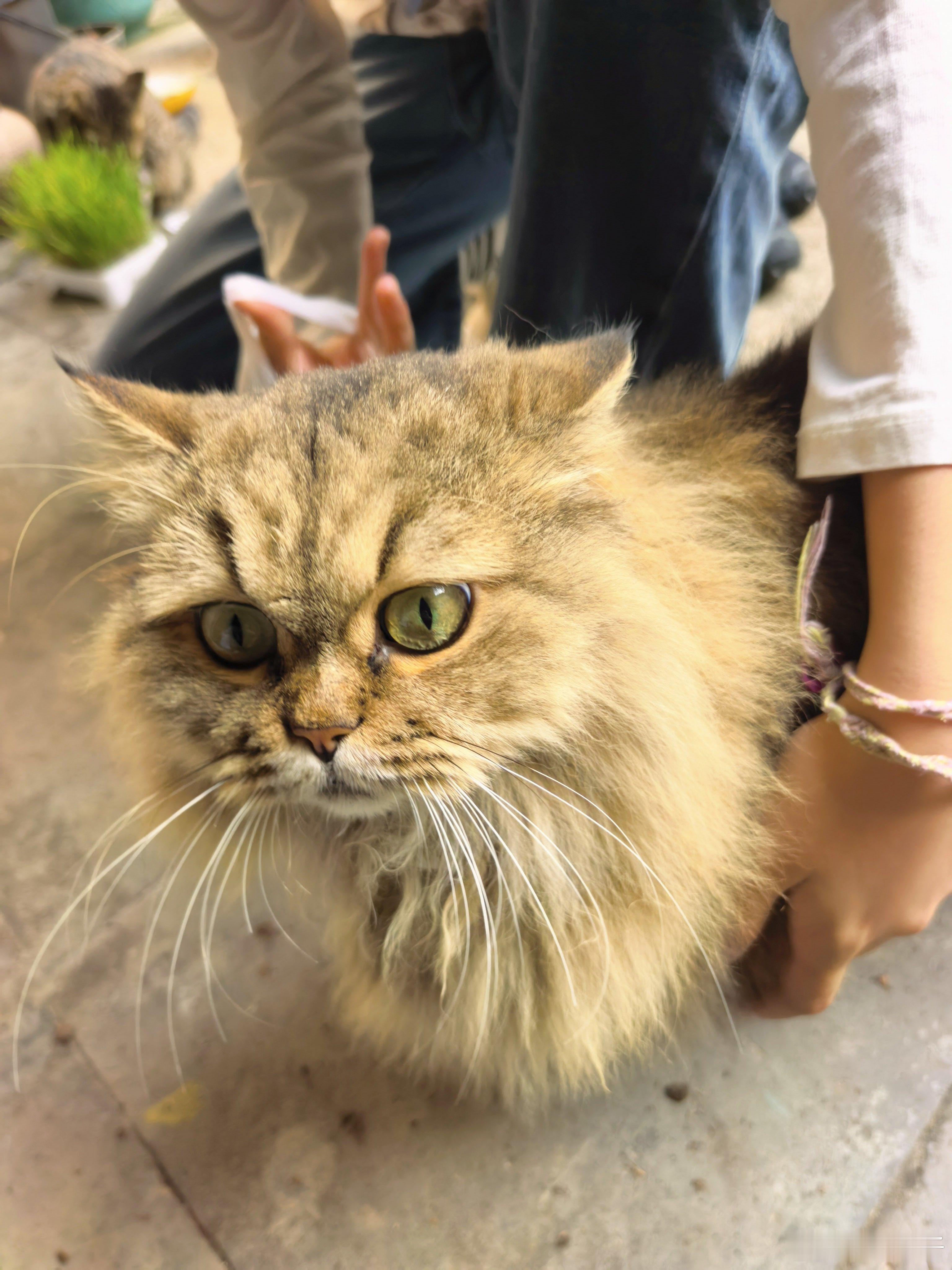 天气超好，桂花超香，下午出来散个步顺便招猫逗狗（已经到了不肯跟我们出门的年纪，强