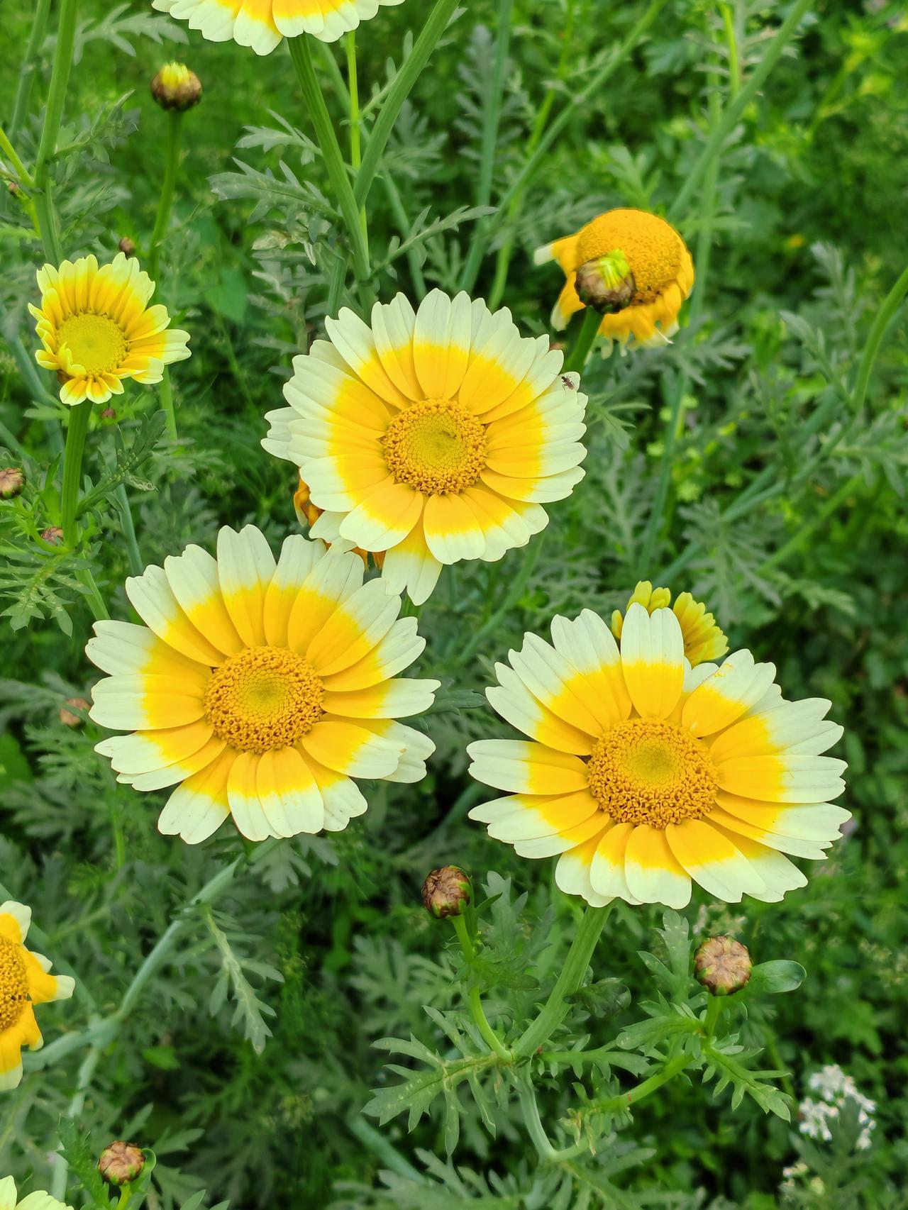 清明祭祀如何做到文明又环保清明祭祀如果要做到既文明又环保，那就只有网上祭祀和鲜花