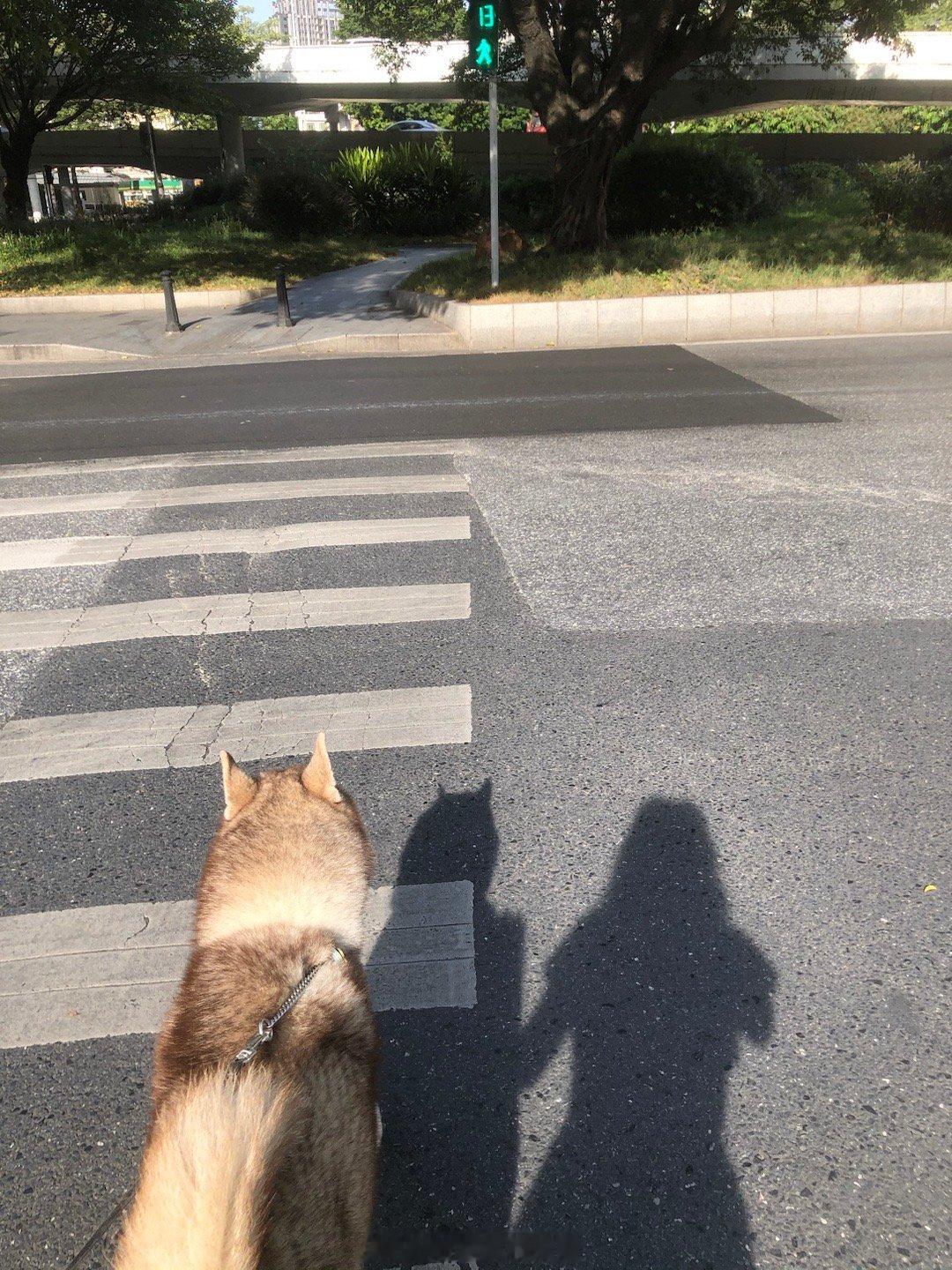 这个故事要从20年前说起吧！当时还在上大学的我在梅花园和妈妈散步，遇到一只狗长得