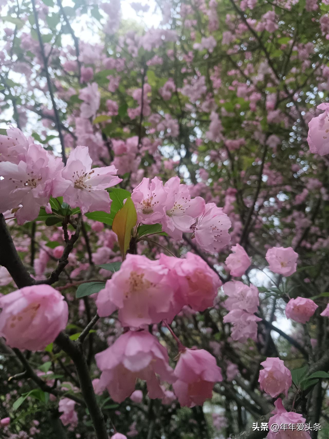 去年，堂弟小强和他老婆一起双双奔赴浙江务工，他们俩心里就是憋着一股劲儿。为了过上