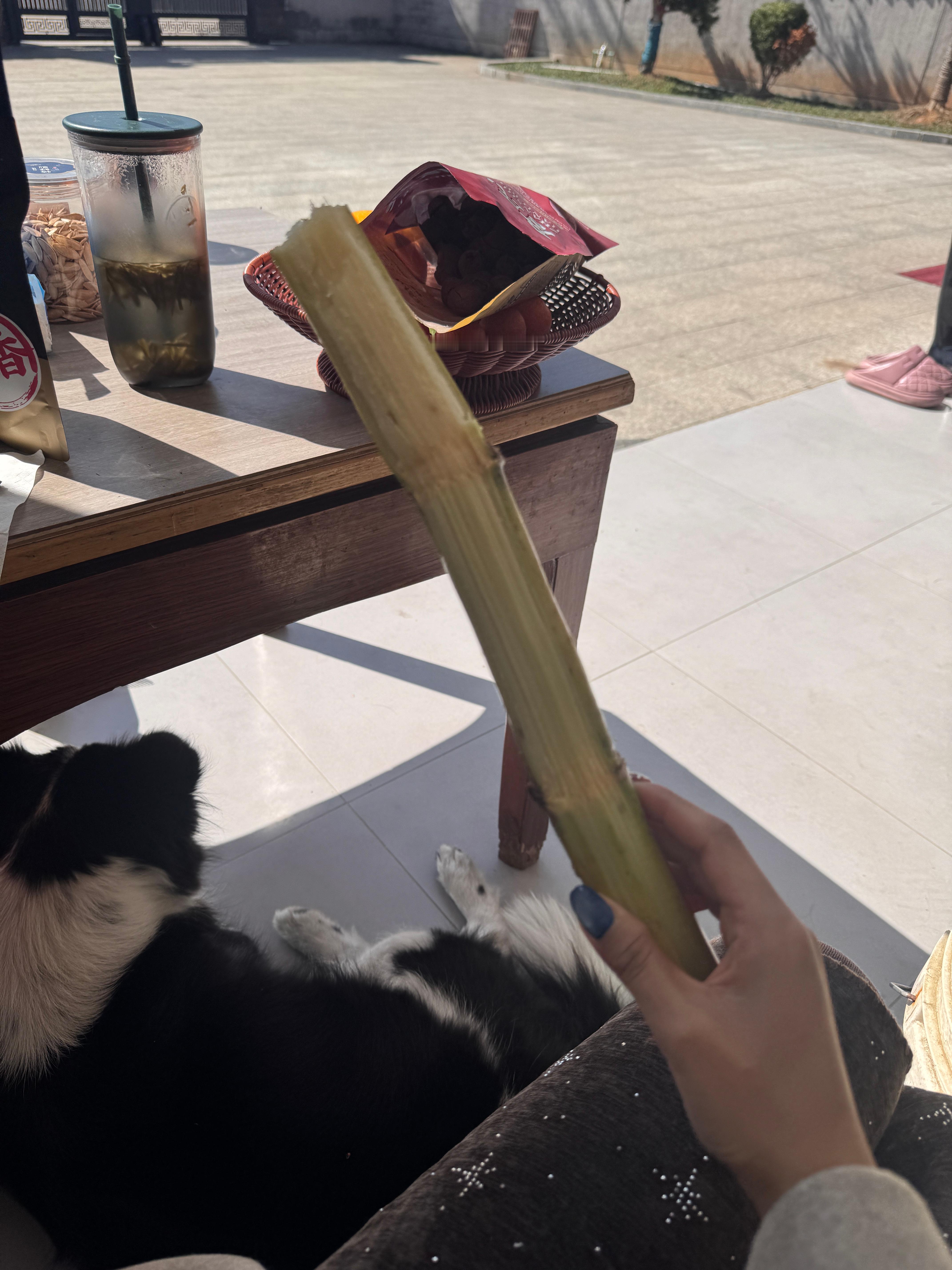 今天给贝果洗澡 洗爽了 