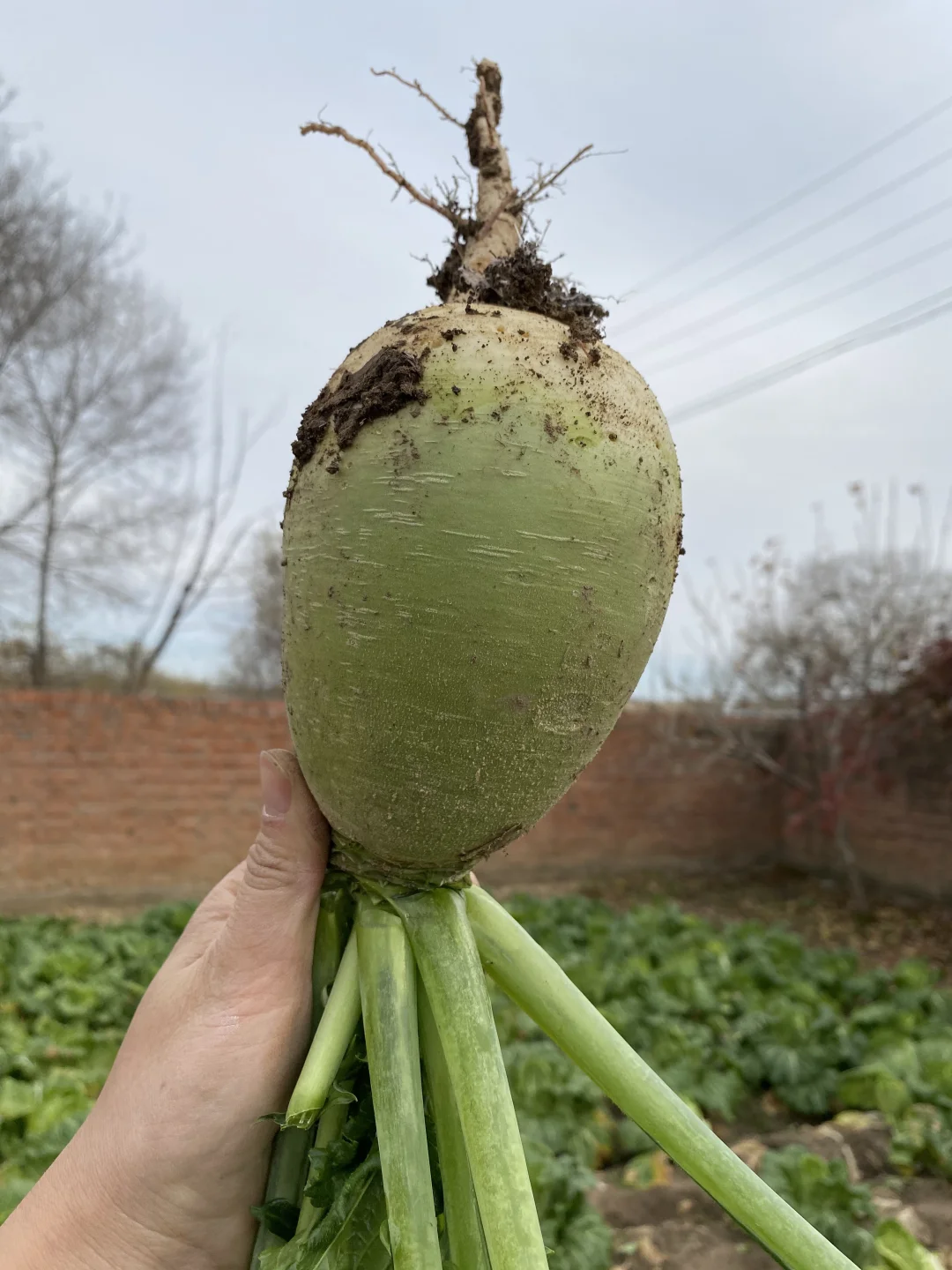 拔萝卜啦哈哈哈😄