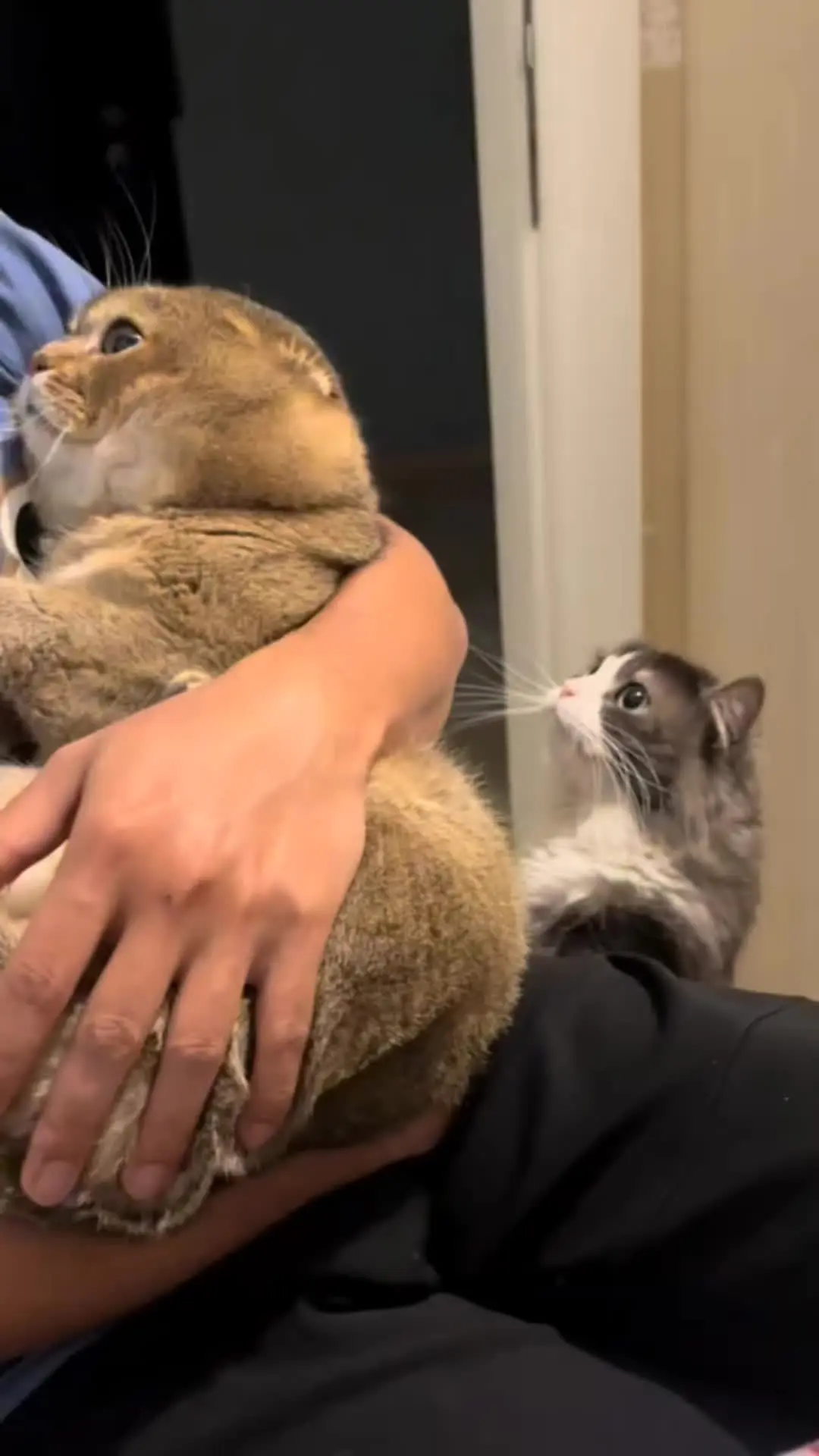 我的猫咪吃醋了