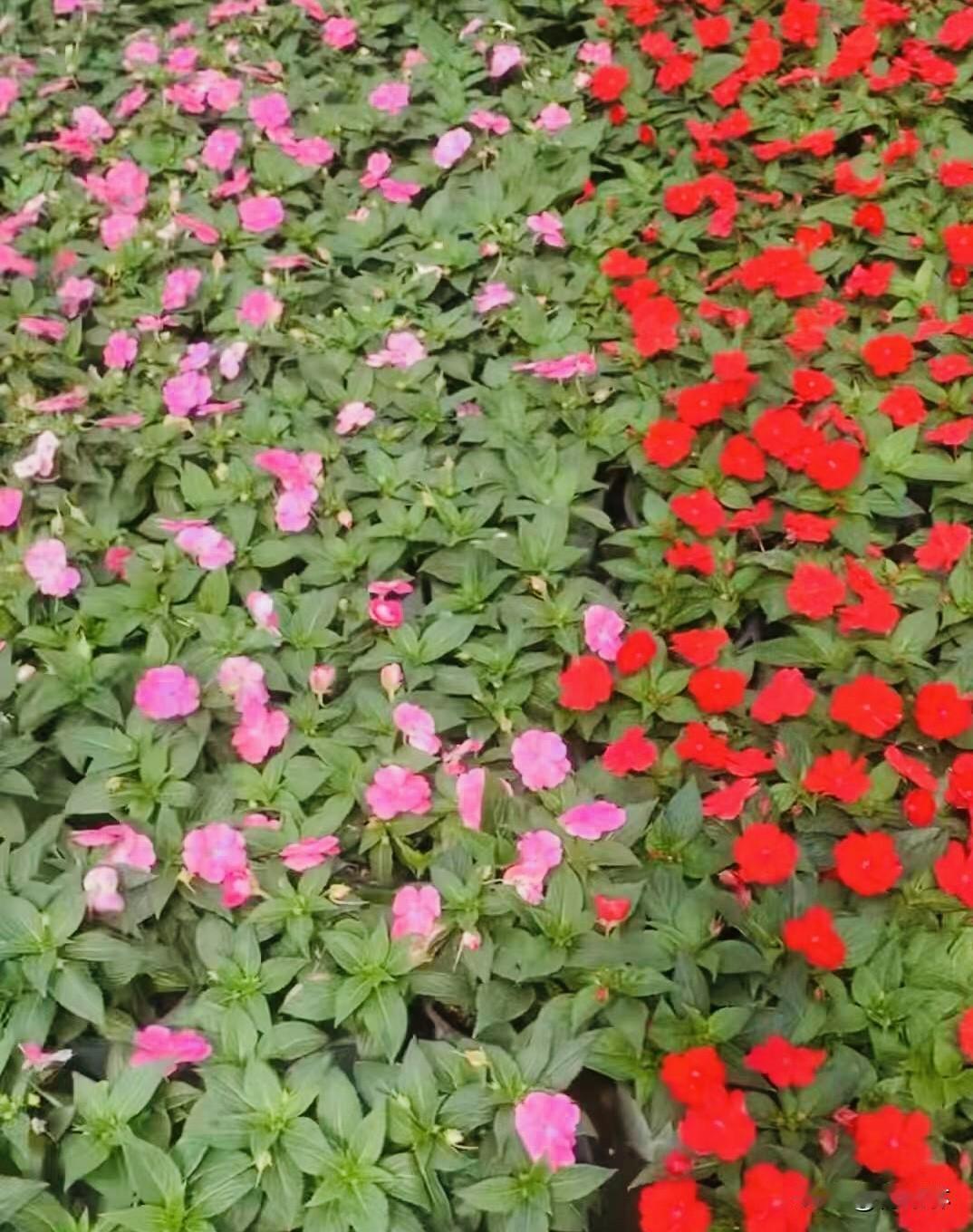 漫步在满眼绿意的春光里，随手一拍都是好风景。各色花儿开得热热闹闹，红的、紫的、白