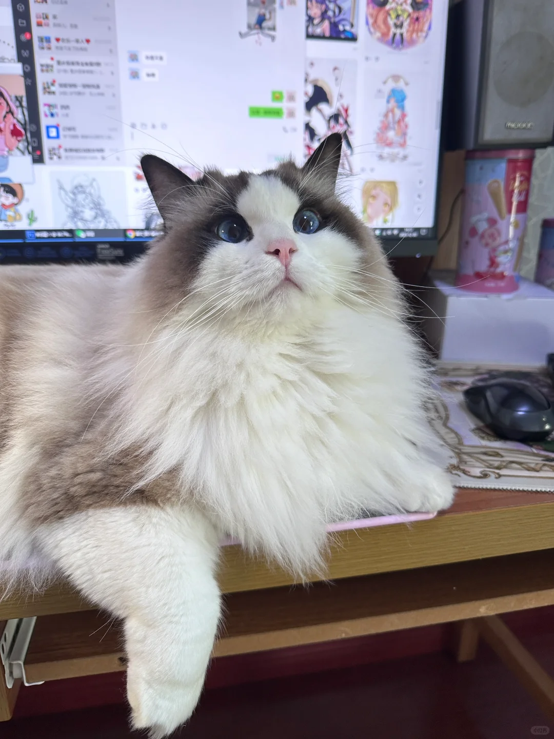 吃了荒野盛宴猫粮，现在已经是小猪咪了