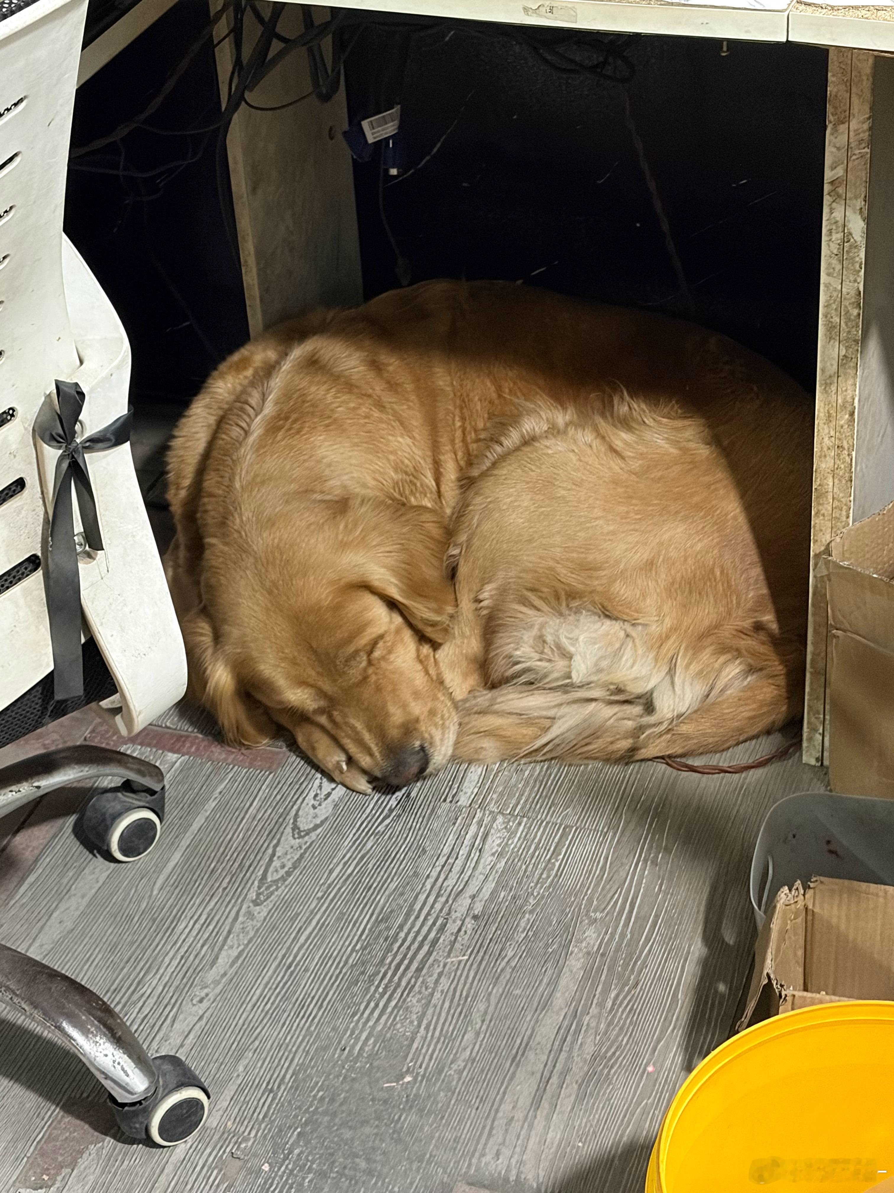 物流公司的值班狗，每天得等办公室人都走了才能去沙发上睡觉。听完给我笑喷了 武汉·