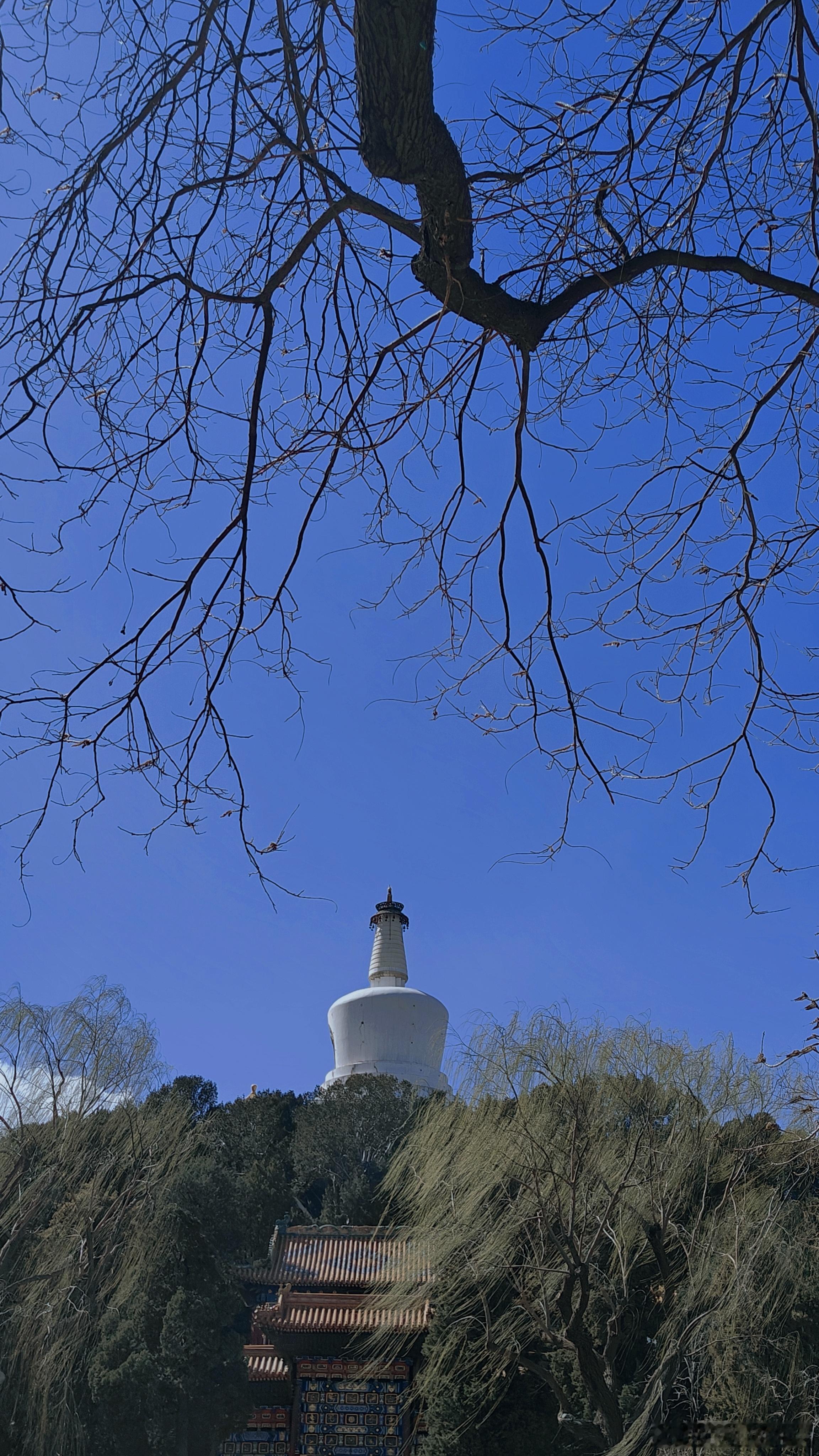 春风有信，花开有期[微风][微风][微风]周末踏青北京北海公园摄影​​​
