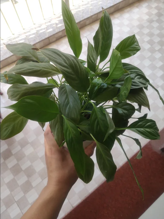 这是一颗很会开花的天门冬！