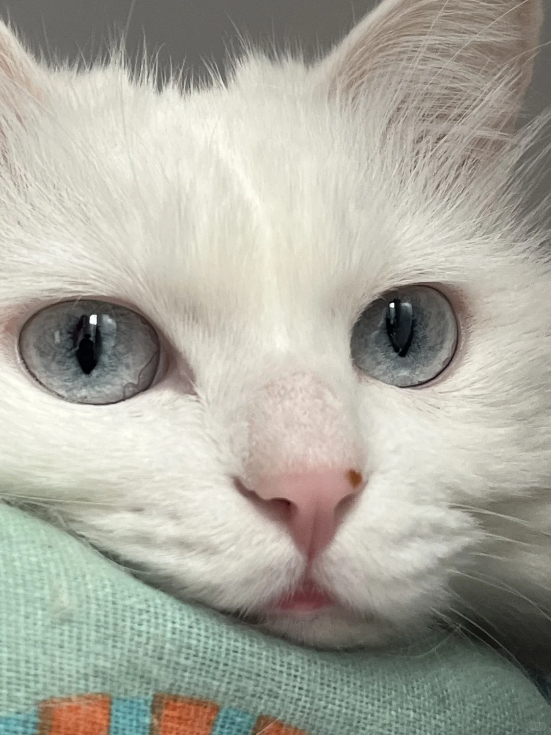 小猫咪也有烦恼吗？