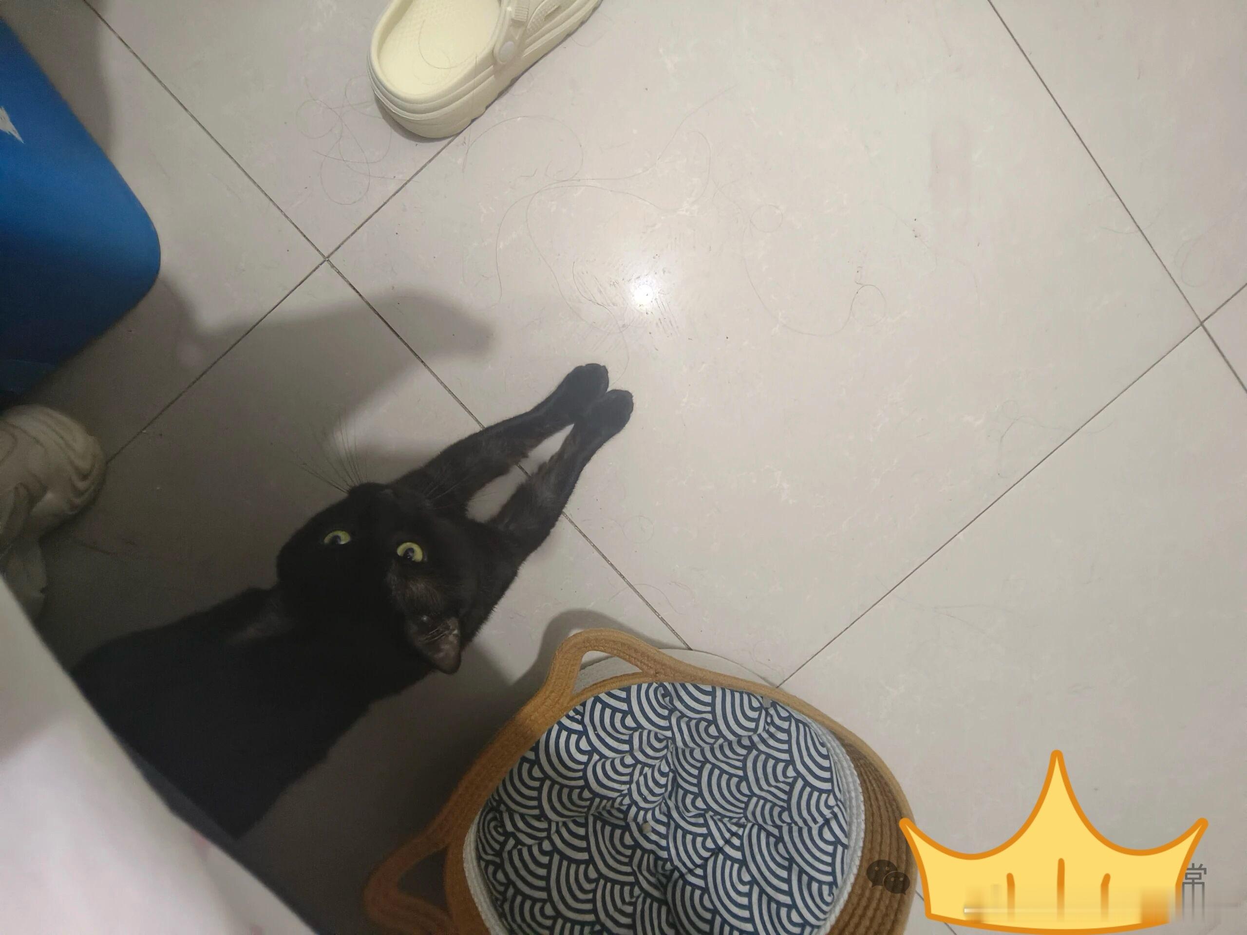 黑丝日常，黑丝绒毛大长腿 