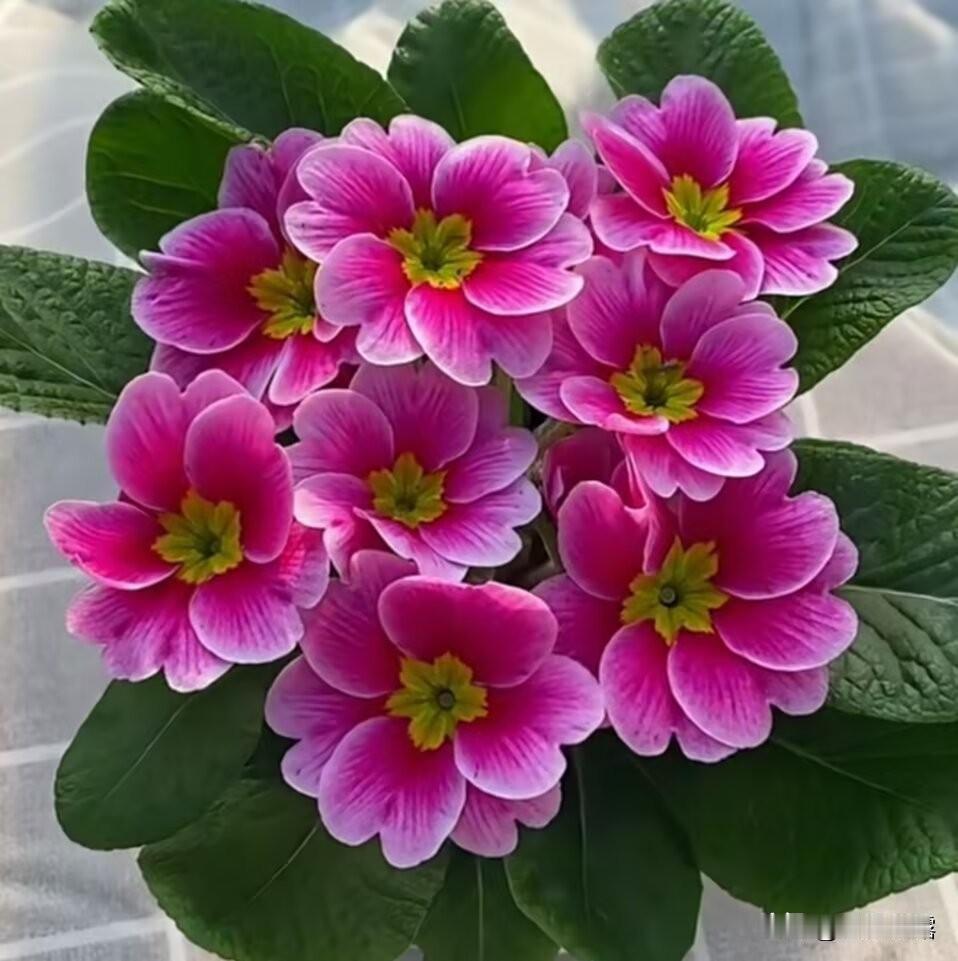 欧报春是一种株型小巧，花色繁多，是冬春季节里重要的观赏花卉。花型小巧玲珑，花色多