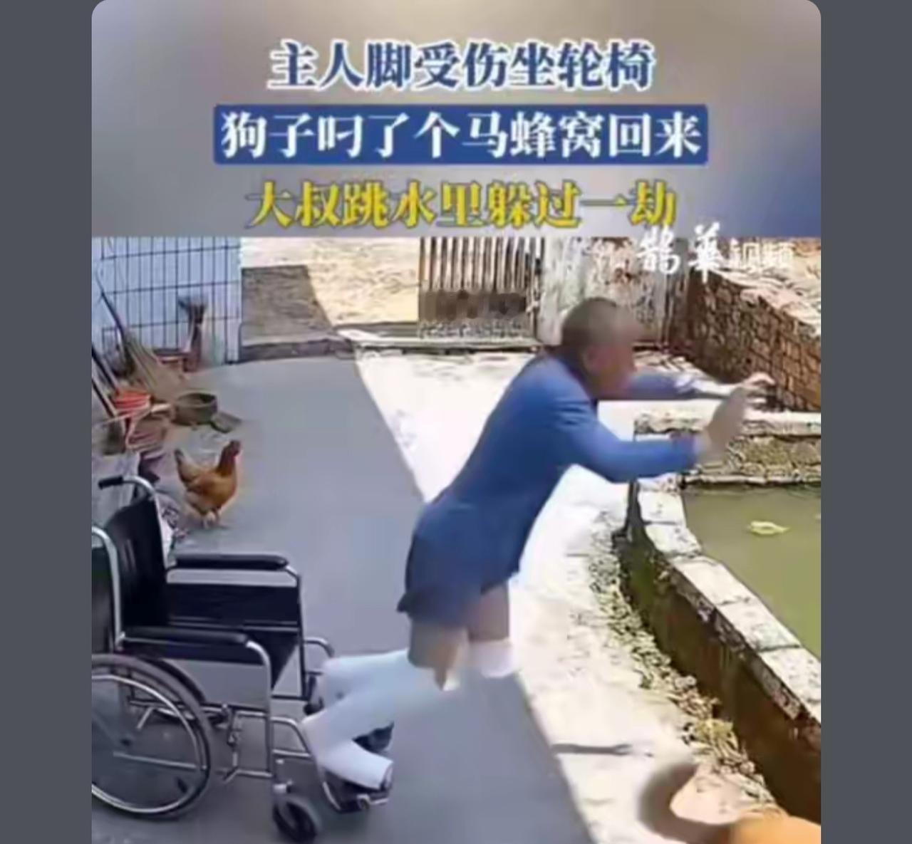 狗子：主银，我给你带来一副药，让你立马治好了！
主银走开！哎呀

夏至临近.搞到