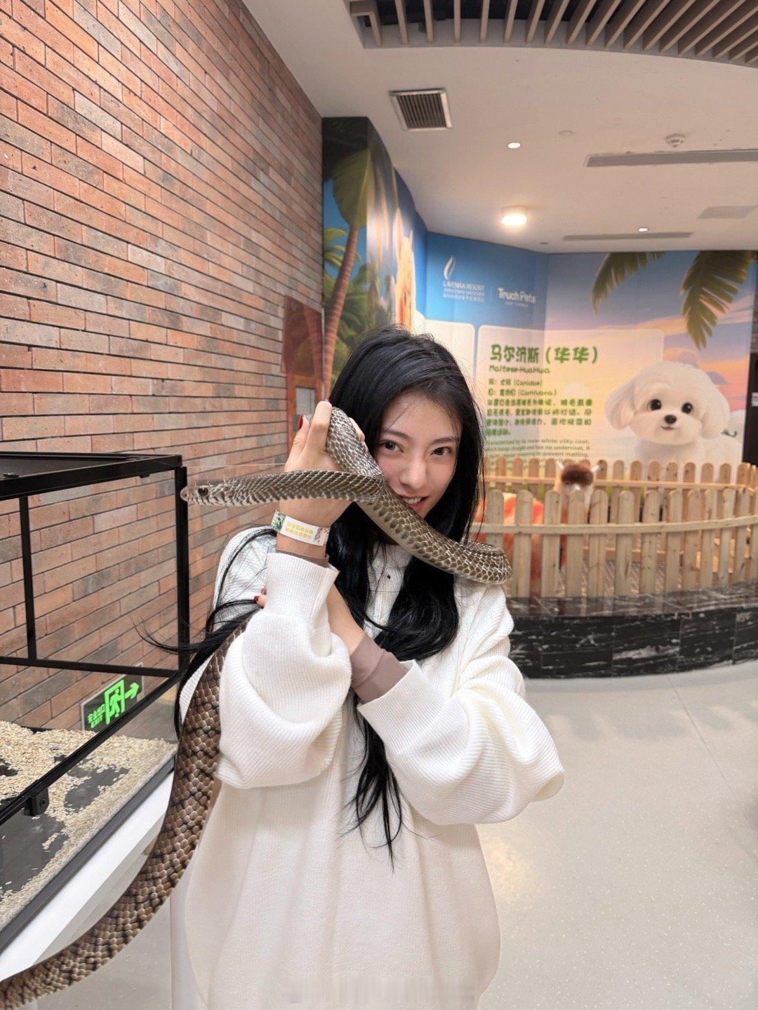 🐍🦙🦜🦎🐹🐷🧩 