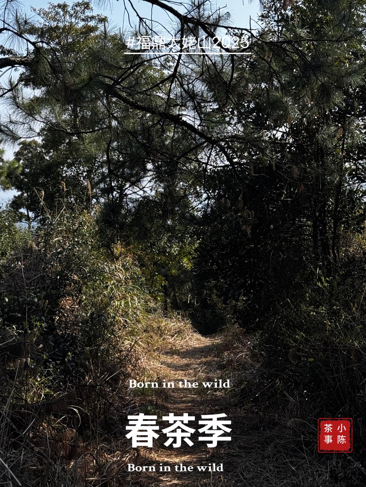 直播间剧本式砍价卖茶套路拆解，手把手拆解茶农演戏内幕
很多茶叶直播间的茶农滞销、