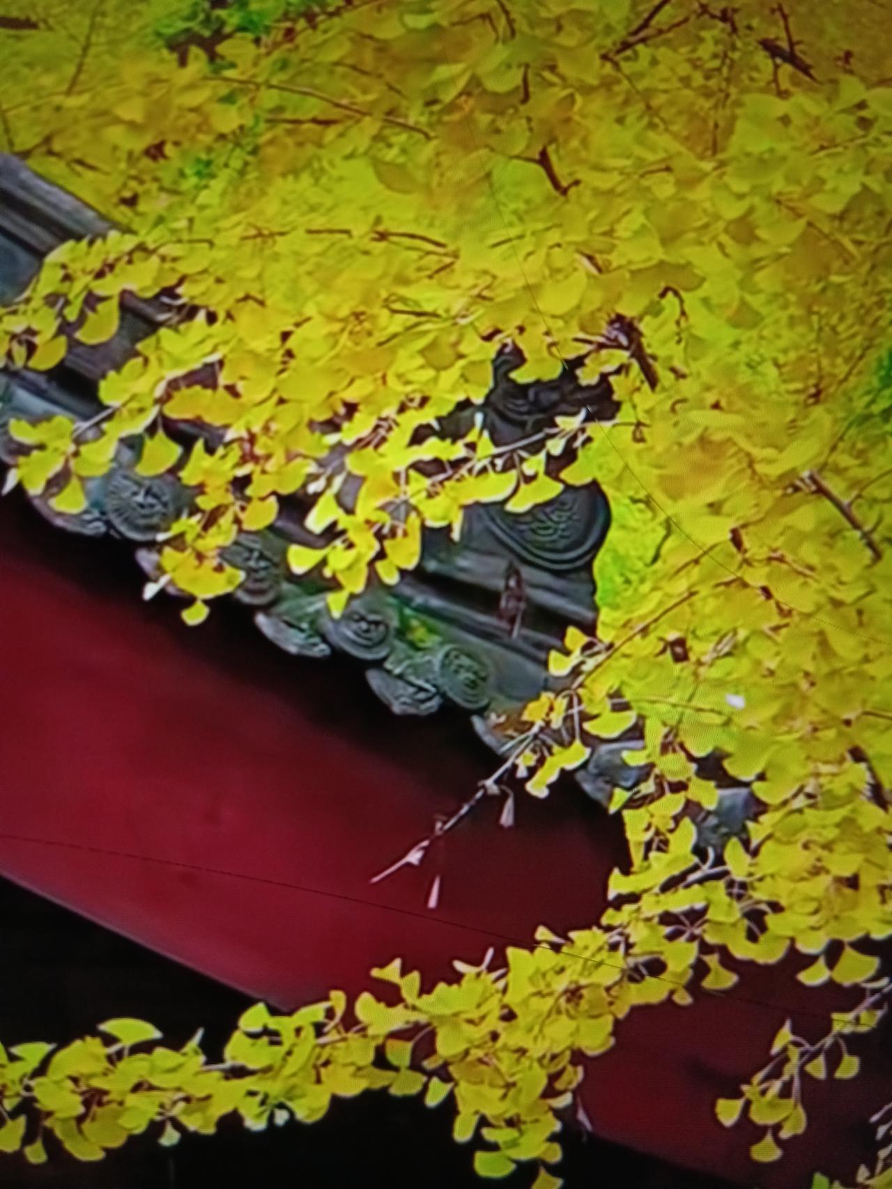 金色秋天里能代表秋天的植物，我认为以叶子为代表的是黄栌、银杏、栾树、枫树……等；