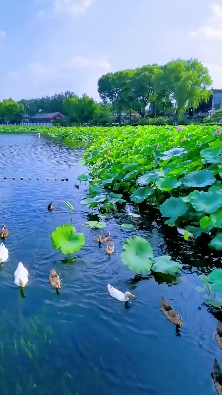 


担心他汀有副作用，可以换成血脂康吗？