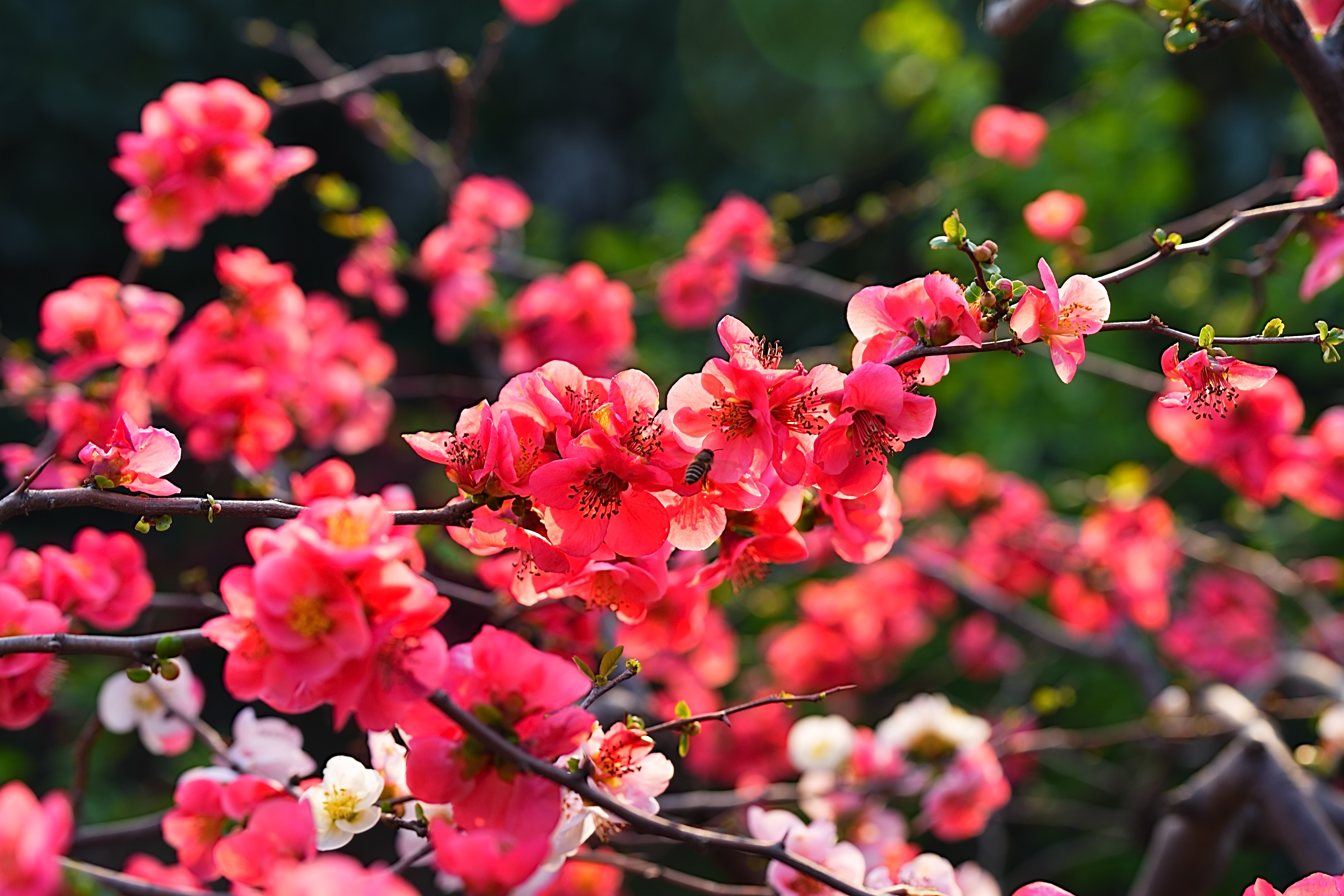 同一副照片，同样的提示词，Gemini打8.5分，Claude打7.5分。拍马屁