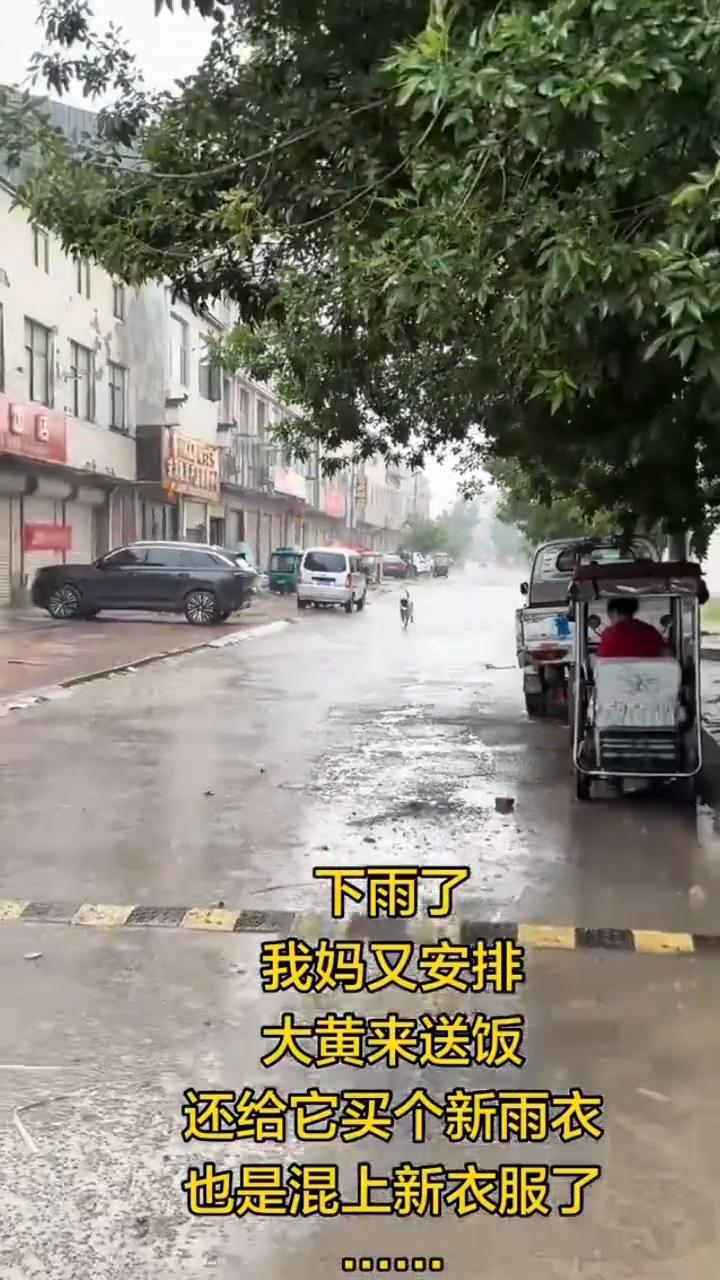 我妈又安排大黄来送饭，还给它买个新雨衣，也是混上新衣服了。下雨了。