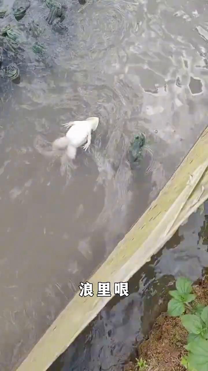 逍遥自在游。
春天里那个百花香，浪里哏，河畔的太阳，在天空照耀着我那破衣裳。浪里