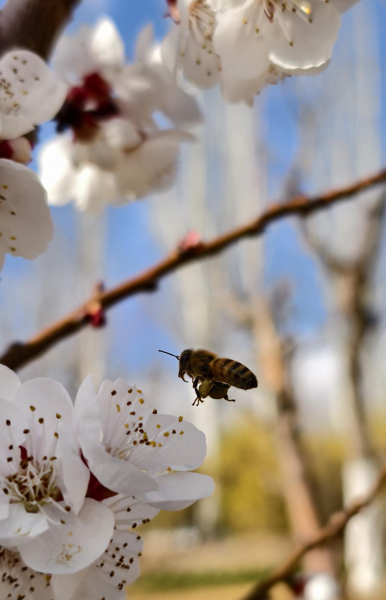 春天至，百花争艳，小蜜蜂也适时开启了一场蜂花之恋！