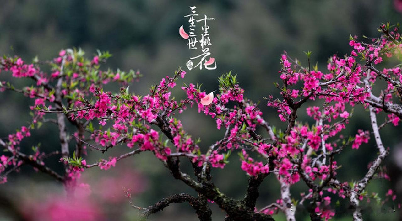 初读《三生三世十里桃花》，以为只是一个缠绵悱恻的仙侠爱情故事。再读时，却在那十里