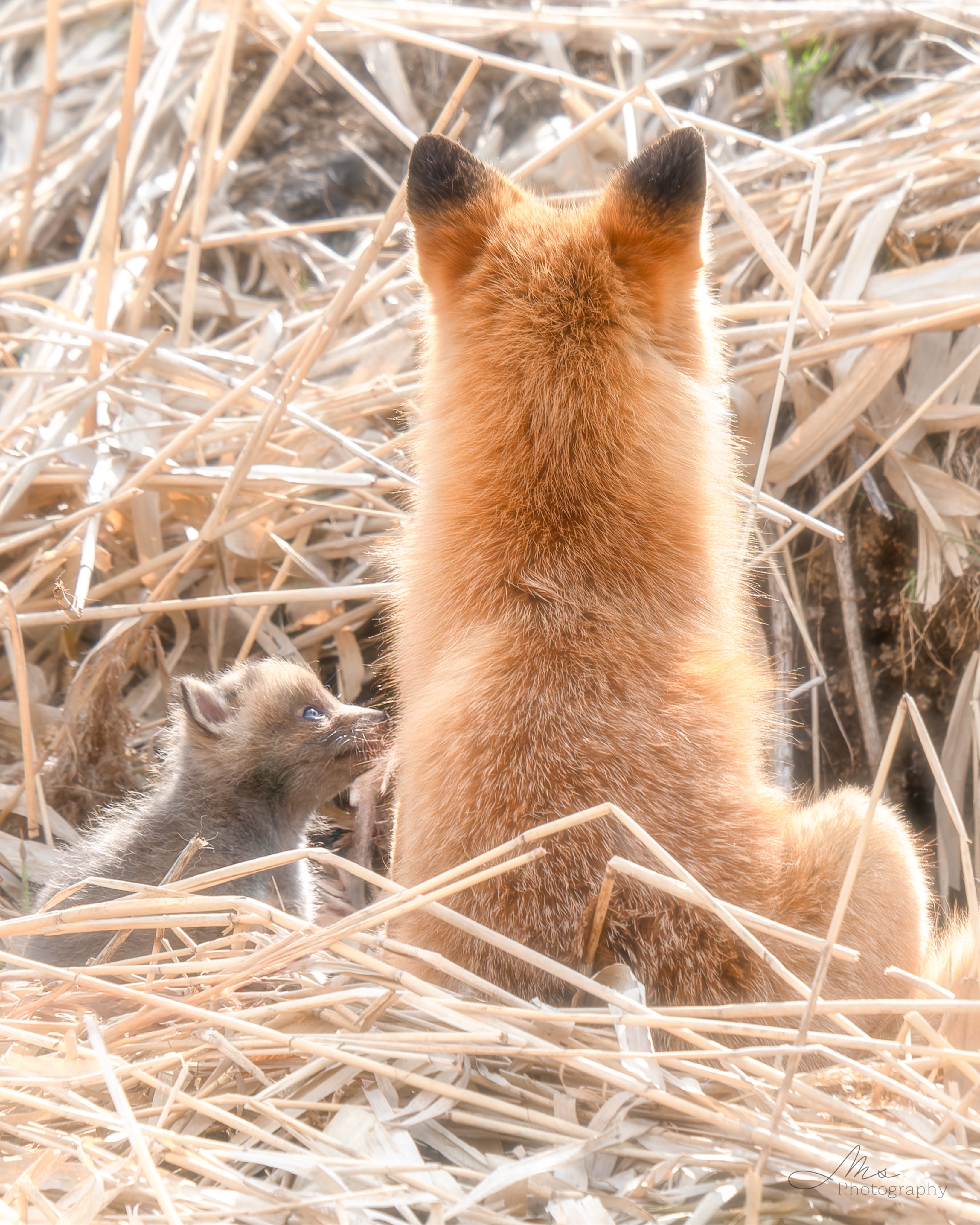 狐狸 妈妈好喜欢𖤣𖥧𖥣𖡡𖥧𖤣©️maru_photos 