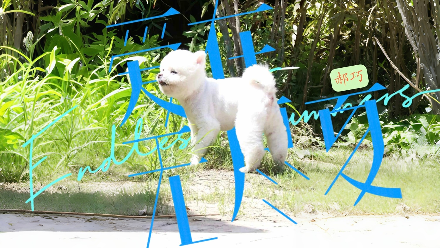 爱在无尽夏——郝巧 