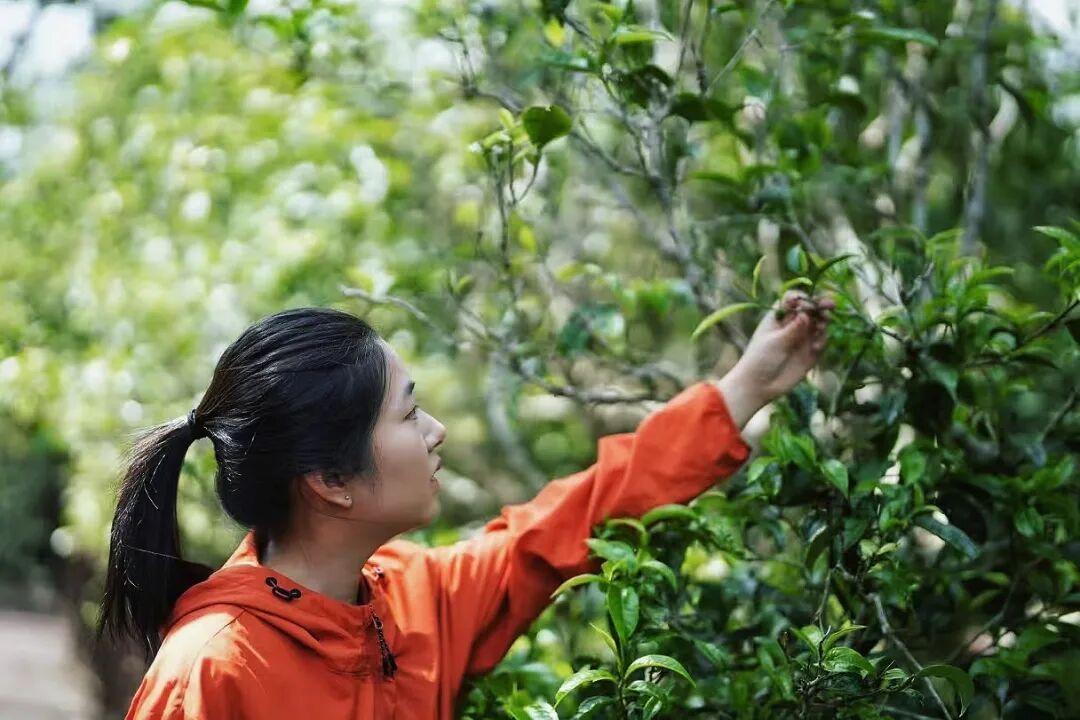 来松阳喝第一口春天《春山试茶》暖日烘云过翠坡，春梢破玉露新酡。烟岚漫卷旗枪叶，竹