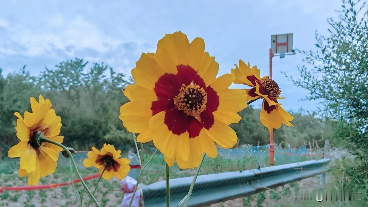 紫黑的花心里藏着整个黄昏的秘密，而周边的金黄又是清晨新生的光——一花之中，竟有时
