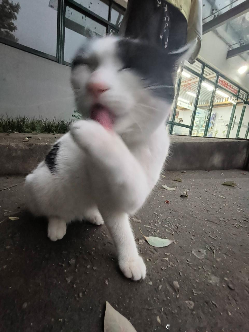 49586【丑猫】鬼迷日眼 