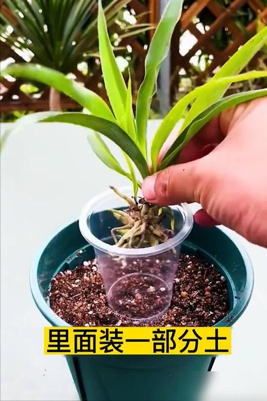 谁懂啊！普通吊兰居然能养出老桩盆景感！最近刷到一位大姐，用一次性杯子给吊兰提根，