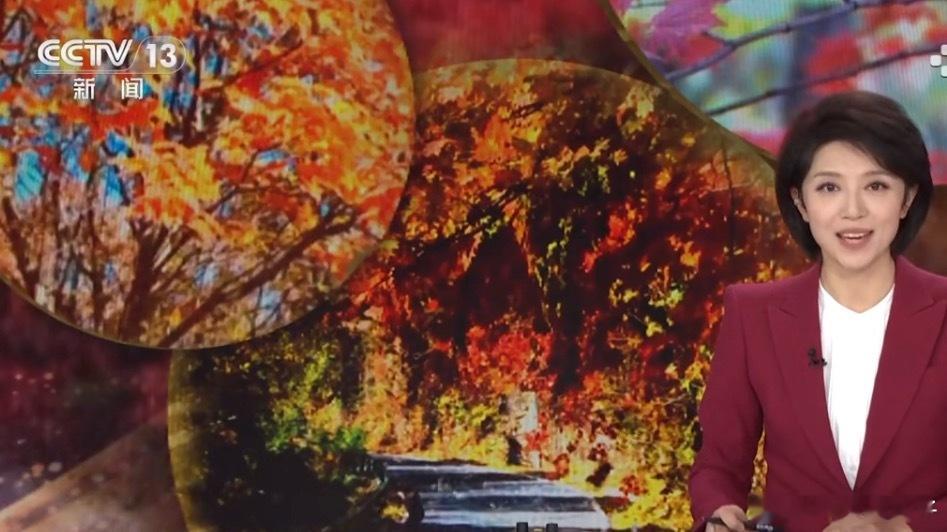 赏红叶最佳时节来了红叶都知道是什么吗？ ​​​