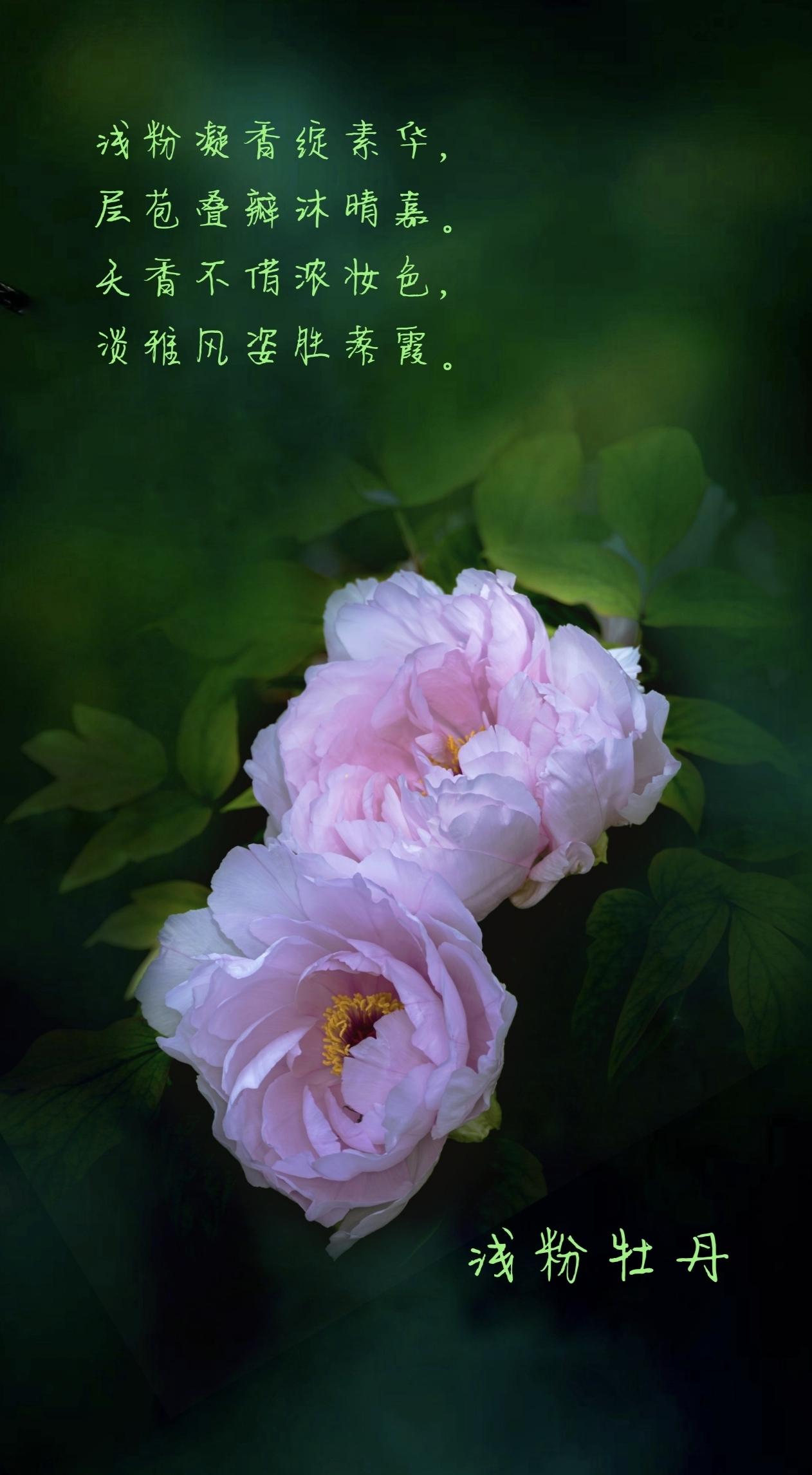 品花录