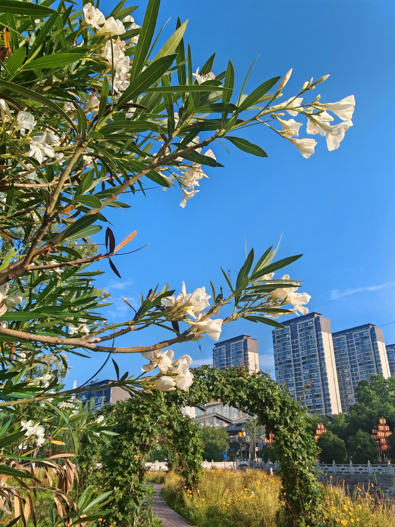 花影摇曳间，城市隐约现。