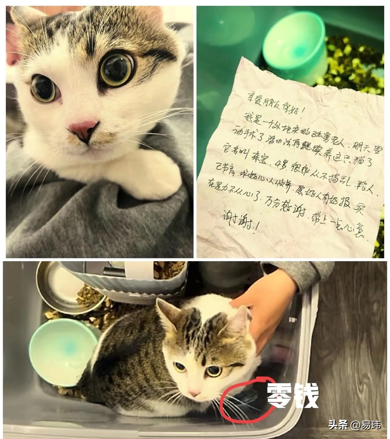 泪目了！这天一位小姐姐去公园散步，当她走到一个亭子里的时候，听到了有小猫的叫声，