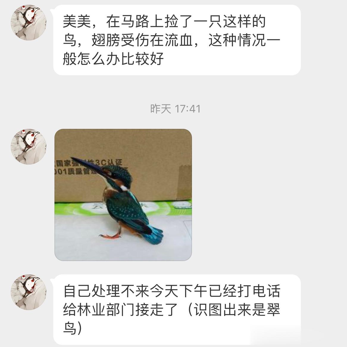 #鸟粉投稿# 马路上捡到一只【翠鸟】它的翅膀流血了，暂时飞不了了已经转交给林业部