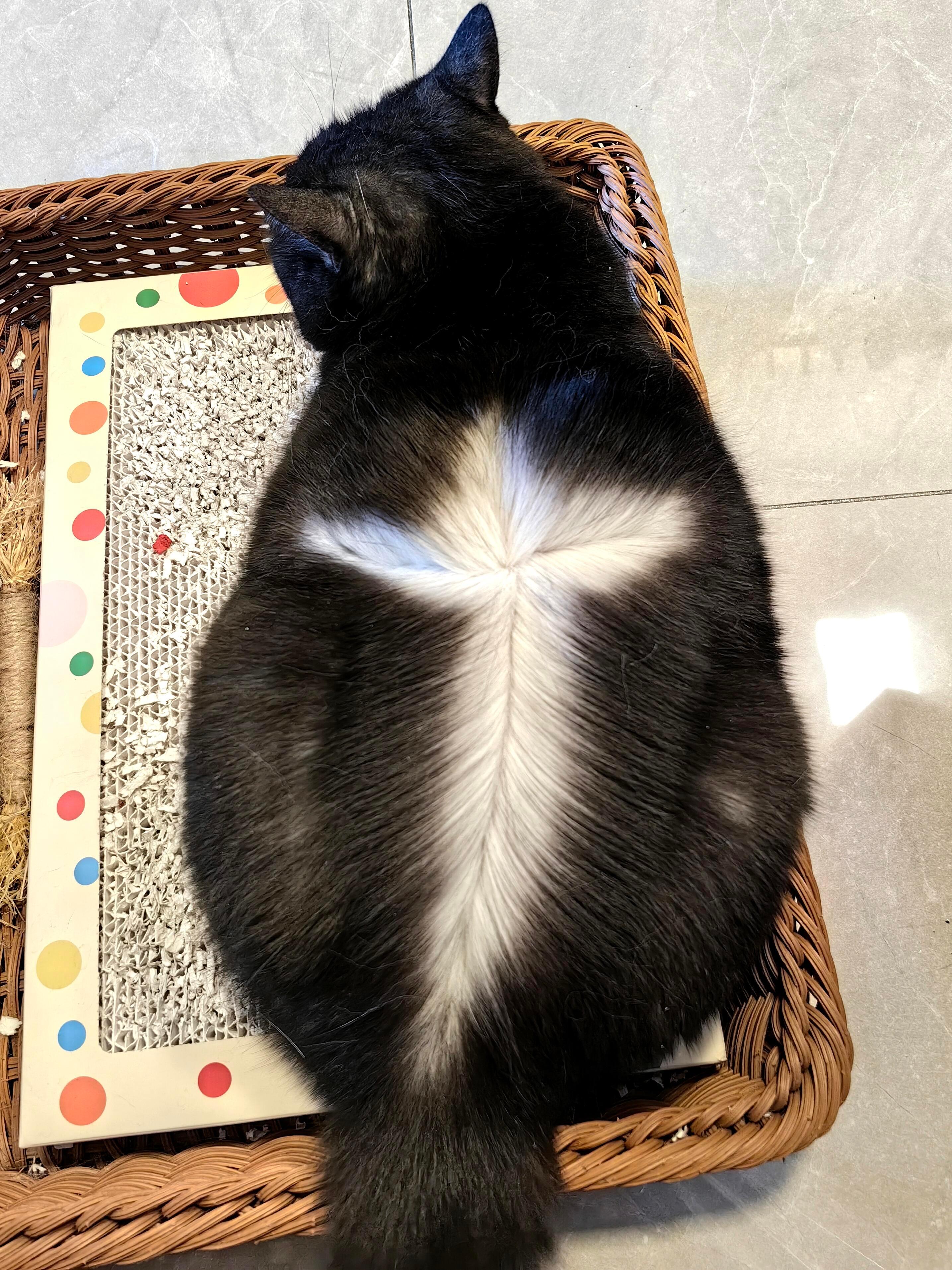 外牛内奶，所以这是奶牛猫还是黑猫？