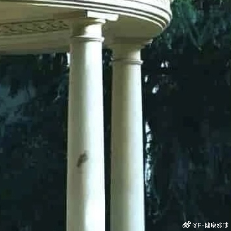 每日一善  🌿阳光信用每日一善 🌿熊猫守护者 社会的暖意，从来不是来自宏大的