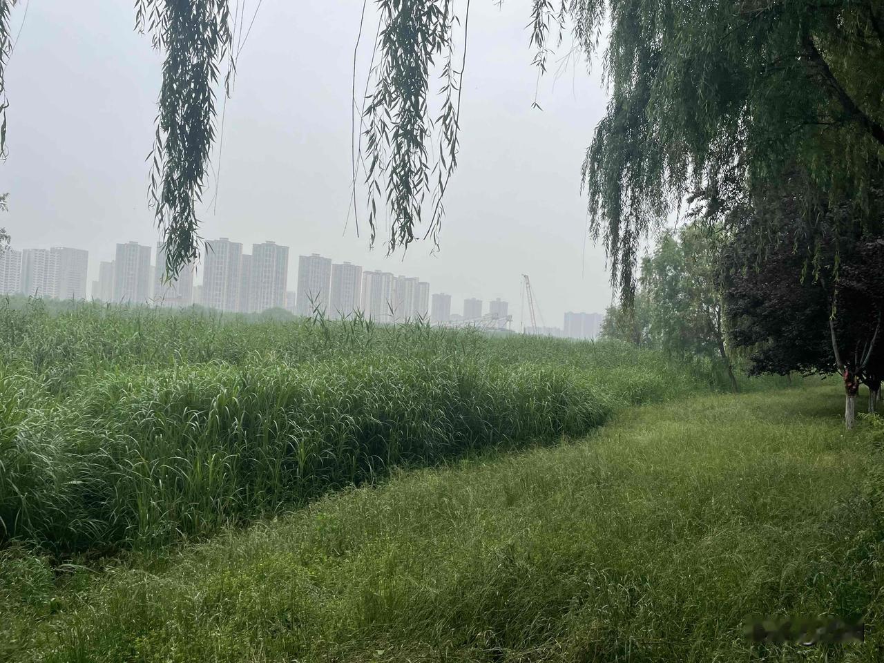 【七绝•草色绵绵】
草树绵绵带露青，黄鹂最爱绿间鸣。
忽如一夜急风起，总是怜惜落