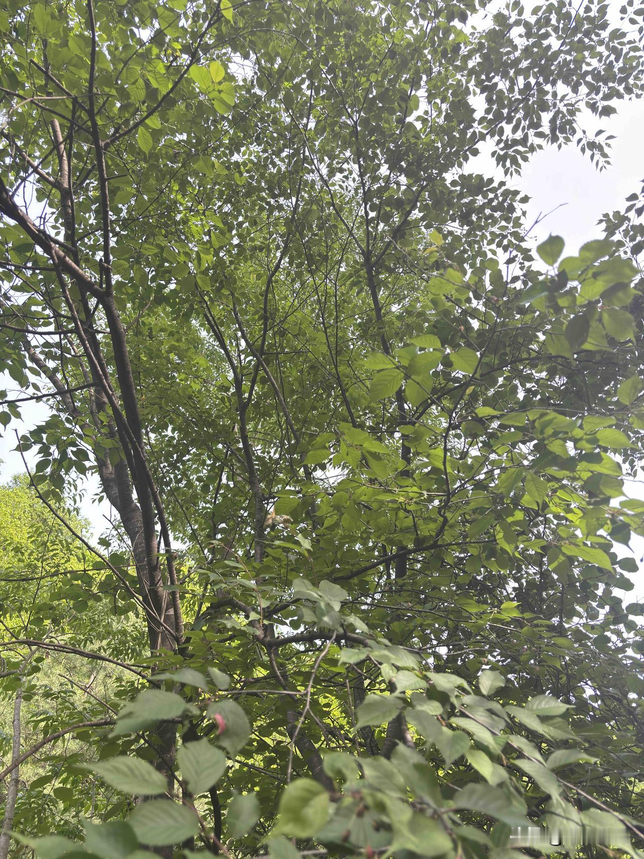 蓝田秦岭山里看到的，这是啥树呢？结的什么果子呢？